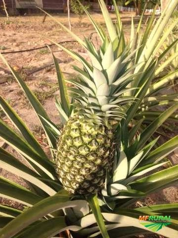 FRUTOS ORGÂNICOS CERTIFICADO PROCURA DISTRIBUIDOR Imagem FRUTOS ORGÂNICOS CERTIFICADO PROCURA DISTRIBUIDOR