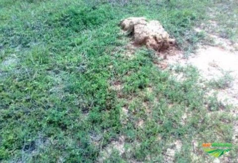 VENDO OU TROCO FAZENDA EM POCONÉ, MATO GROSSO, POR FAZENDA EM SÃO PAULO, MINAS GERAIS