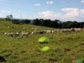 Negócio de Ocasião!  Região de Botucatu, SP. Excelente fazenda com 71 alqueires ou 171,82 hectares.