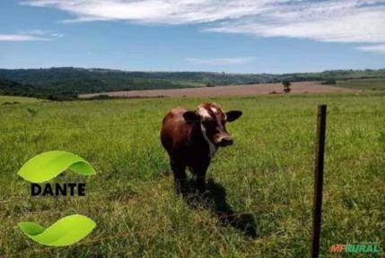 Negócio de Ocasião!  Região de Botucatu, SP. Excelente fazenda com 71 alqueires ou 171,82 hectares.