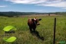 Negócio de Ocasião!  Região de Botucatu, SP. Excelente fazenda com 71 alqueires ou 171,82 hectares.