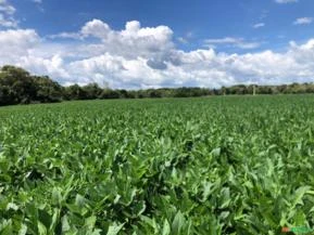 Fazenda 1.740.00há. Região de Dueré,  Estado do Tocantins.