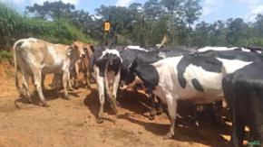 Fazenda 310,0 há., com Renda. Região de Bocaina de Minas, Minas Gerais.