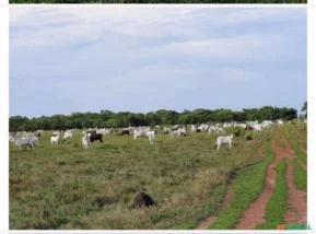 Faz 5.769ha Lagoa da Confusão, Tocantins