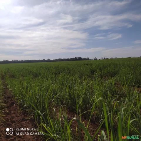 Fazenda sem benfeitorias,261,36 hectares. Região de Quirinópolis, Goiás.