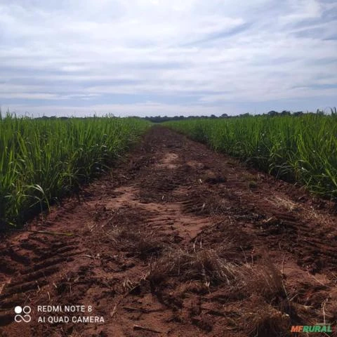 Fazenda sem benfeitorias,261,36 hectares. Região de Quirinópolis, Goiás.