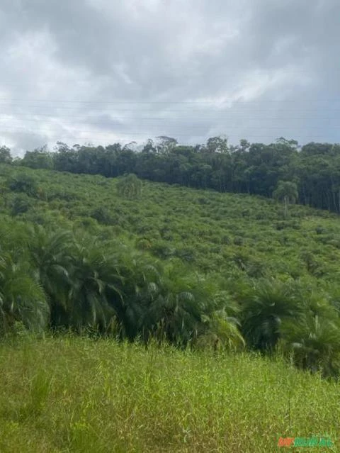 Sítio com 27,58 hectares. Vale do Ribeira, São Paulo.