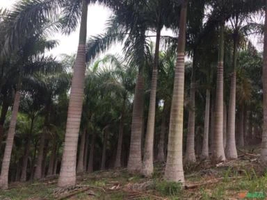 Sítio com 27,58 hectares. Vale do Ribeira, São Paulo.