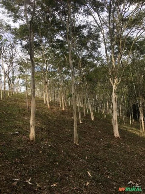 Sítio com 27,58 hectares. Vale do Ribeira, São Paulo.