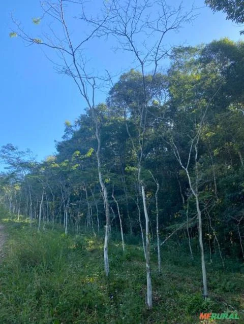 Sítio com 27,58 hectares. Vale do Ribeira, São Paulo.