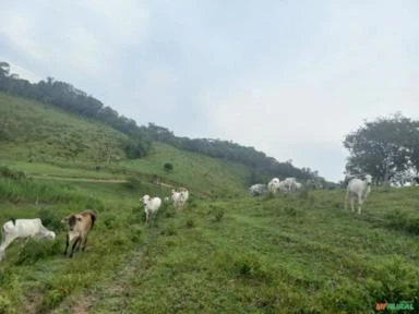 Vale do Ribeira, São Paulo. Sítio com 70,1 hectares.