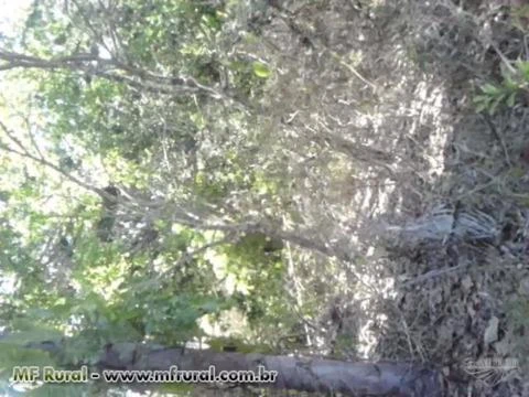 653 hectares de tetras para venda