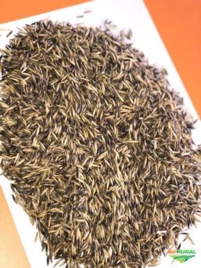Aveia Branca e Aveia Preta Aveia Branca e Aveia Preta