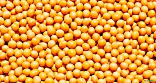 Semente de soja Imagem Semente de soja