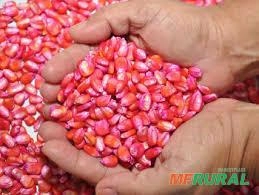 Semente de Milho a venda Imagem Semente de Milho a venda