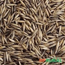 Aveia preta para semente Imagem Aveia preta para semente