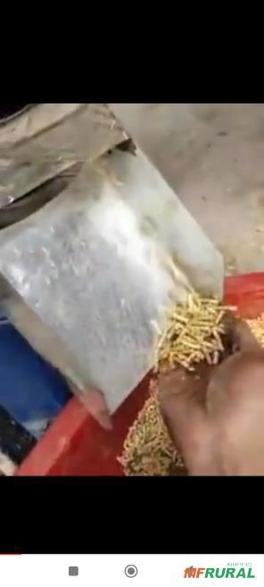 Imagem Peletizadora faz 150 kg ração hora Imagem Peletizadora faz 150 kg ração hora