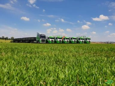 Gramas de Qualidade e Preço, direto do Produtor Imagem Gramas de Qualidade e Preço, direto do Produtor