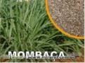 Mombaça - Panicum maximum cv Mombaça