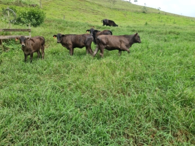 Bezerros Wagyu Imagem Bezerros Wagyu