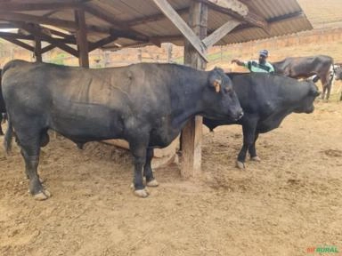 Touro Angus PO Imagem Touro Angus PO