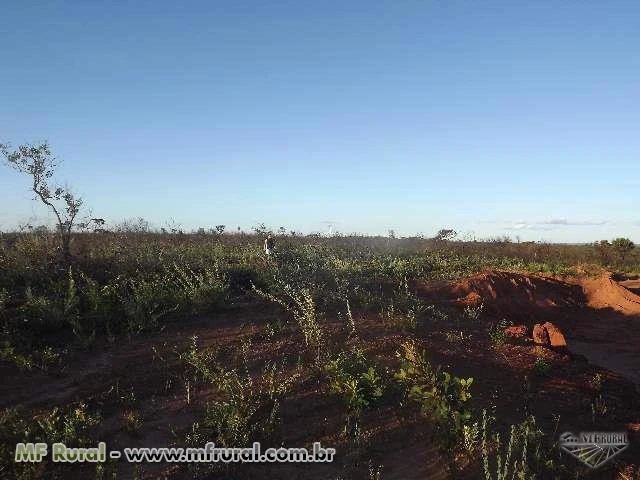 FAZENDA MG PARA EUCALIPTOS