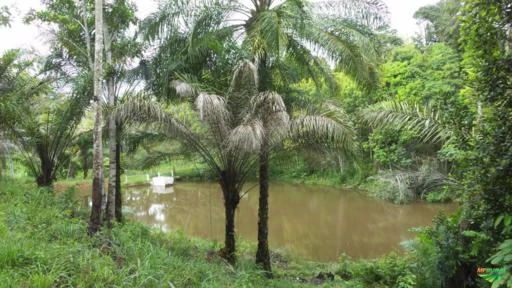 Fazendinha Agroecológica 100ha, Cacau e Açai, Litoral Bahia, RPPN, Cachoeira