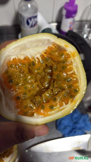 Imagem Maracuja Premium Imagem Maracuja Premium