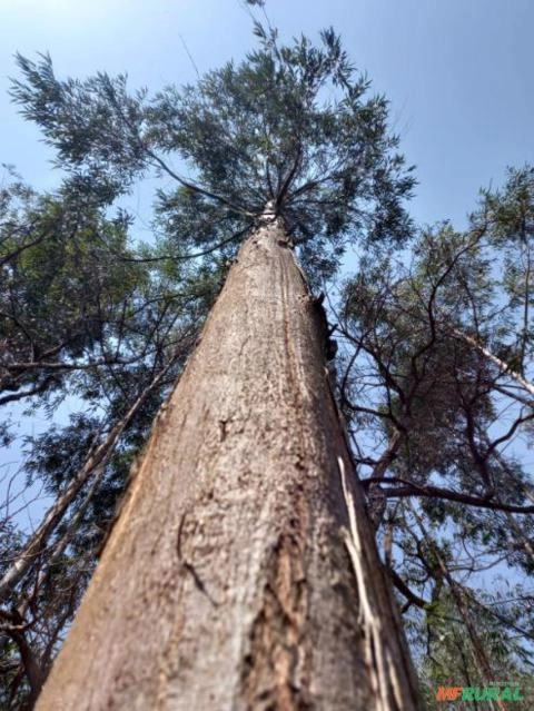 FLORESTA EUCALIPTO EM PÉ Imagem FLORESTA EUCALIPTO EM PÉ