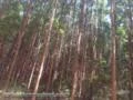 Floresta de Eucalipto Urophyla - clone