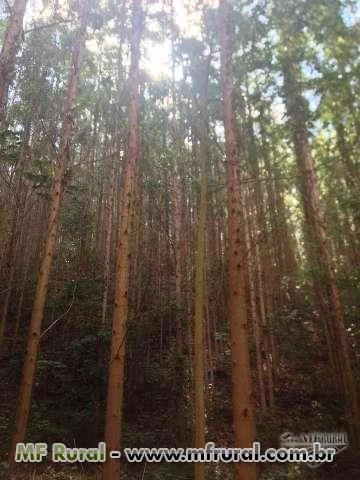 Floresta de Eucalipto Urophyla - clone