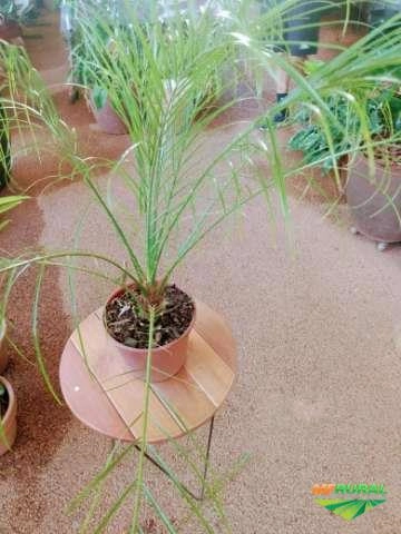 Palmeira Fenix com 50 cm de altura Imagem Palmeira Fenix com 50 cm de altura