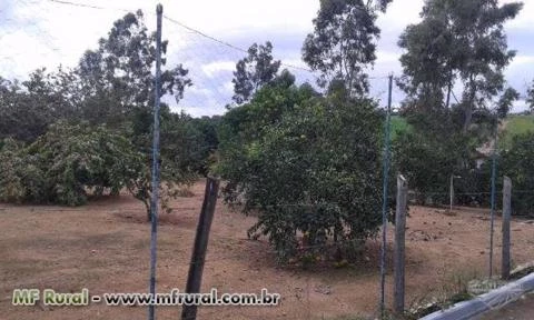 Fazendaço com 43 Alq. Plano - 240 VACAS ATUALMENTE TIRANDO 1.700 LT. DE LEITE