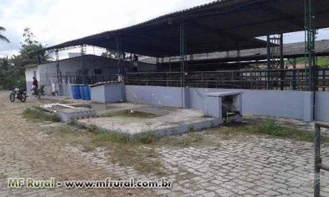 Fazendaço com 43 Alq. Plano - 240 VACAS ATUALMENTE TIRANDO 1.700 LT. DE LEITE