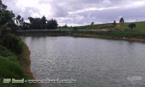 Fazendaço com 43 Alq. Plano - 240 VACAS ATUALMENTE TIRANDO 1.700 LT. DE LEITE