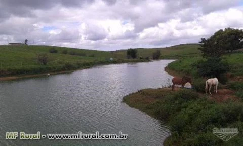 Fazendaço com 43 Alq. Plano - 240 VACAS ATUALMENTE TIRANDO 1.700 LT. DE LEITE