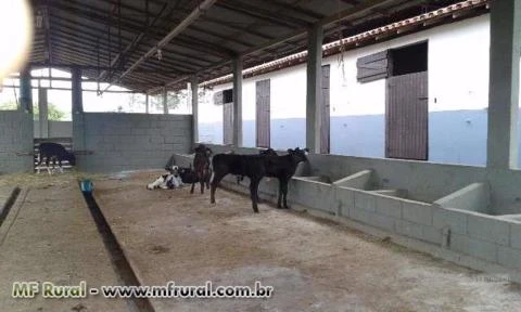 Fazendaço com 43 Alq. Plano - 240 VACAS ATUALMENTE TIRANDO 1.700 LT. DE LEITE