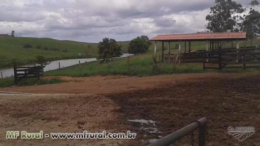 Fazendaço com 43 Alq. Plano - 240 VACAS ATUALMENTE TIRANDO 1.700 LT. DE LEITE