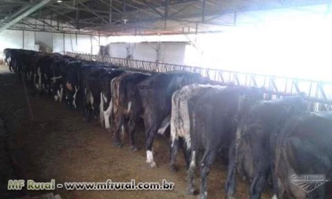 Fazendaço com 43 Alq. Plano - 240 VACAS ATUALMENTE TIRANDO 1.700 LT. DE LEITE