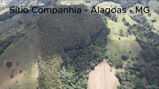 Eucalipto Urograndis 16 anos - 4.300 m³ Pronto para Corte - Alagoa- MG Imagem Eucalipto Urograndis 16 anos - 4.300 m³ Pronto para Corte - Alagoa- MG