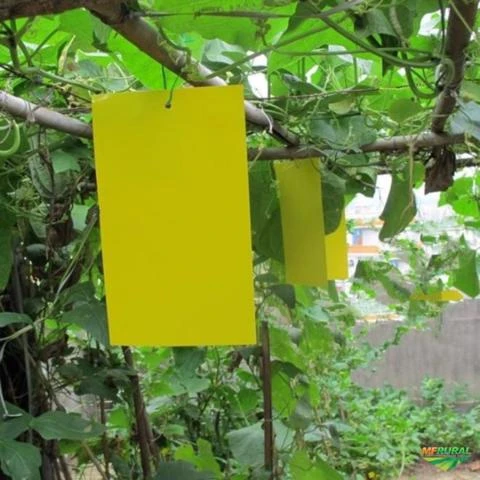 Armadilhas adesivas Amarelas e Azuis, controle praga voadoras em hortas e fazendas.