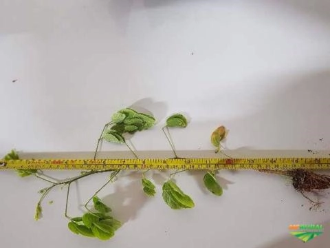 CERCA VIVA SANSÃO DO CAMPO Imagem CERCA VIVA SANSÃO DO CAMPO