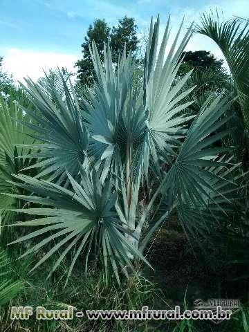 Palmeiras Ornamentais - Brasil Palms - Palmeiras Adultas - Paisagismo Tropical Imagem Palmeiras Ornamentais - Brasil Palms - Palmeiras Adultas - Paisagismo Tropical