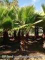 Palmeiras Ornamentais - Brasil Palms - Palmeiras Adultas - Paisagismo Tropical Imagem Palmeiras Ornamentais - Brasil Palms - Palmeiras Adultas - Paisagismo Tropical