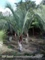 Palmeiras Ornamentais - Brasil Palms - Palmeiras Adultas - Paisagismo Tropical