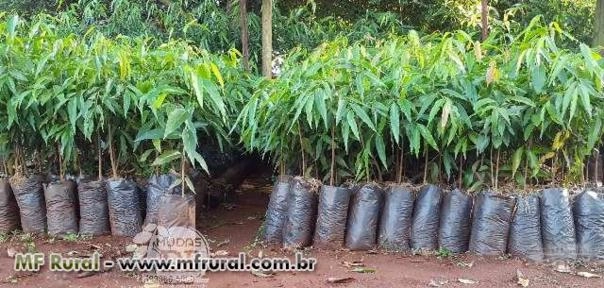 MUDAS DE CHOUPALA ÁRVORE MASTRO Imagem MUDAS DE CHOUPALA ÁRVORE MASTRO