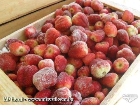 Imagem Venda de Morangos (congelados) em Atibaia Imagem Venda de Morangos (congelados) em Atibaia
