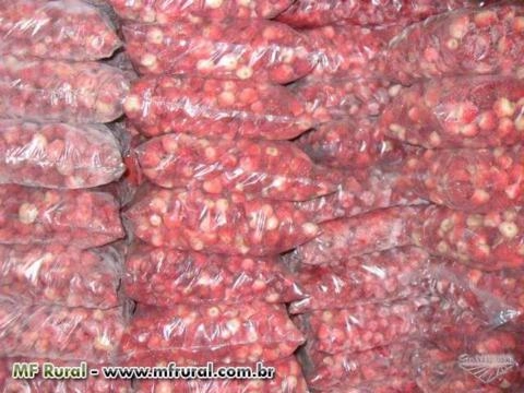 Imagem Venda de Morangos (congelados) em Atibaia Imagem Venda de Morangos (congelados) em Atibaia