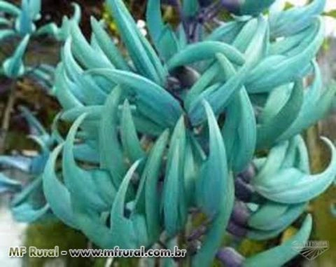 Mudas de jade azul Imagem Mudas de jade azul