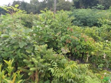 Lote de mudas florestais oportunidade Imagem Lote de mudas florestais oportunidade